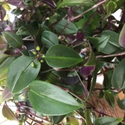 Tradescantia Hanging 17cm Pot Assorted Colours Available -Longacres Shop 8719562620954 5