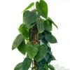 Philodendron 'Scandens' Houseplant On Moss Pole 1.5m Tall