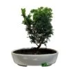 Bonsai Tree 'Chamaecyparis' Outdoor Bonsai 20cm Pot -Longacres Shop 8719562861814