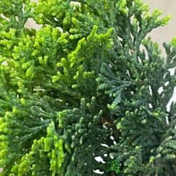 Bonsai Tree 'Chamaecyparis' Outdoor Bonsai 20cm Pot -Longacres Shop 8719562861814 3