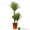 Dracaena Marginata 'Bicolor' 21cm Pot -Longacres Shop 8720496157041