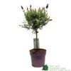 Lavandula 'Anouk' Lavender Tree 15cm Pot 2 Lavandula 'Anouk' Lavender Tree 15cm Pot -Longacres Shop 8720496288905
