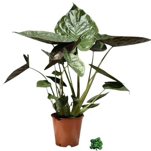 Longacres Shop 22 Longacres Shop -Longacres Shop image removebg preview 43